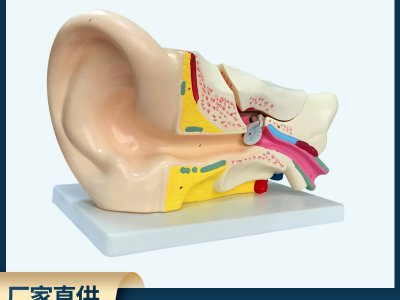 耳解剖模型 外中內(nèi)耳部聽覺系統(tǒng)器官耳朵構(gòu)造PVC生物教學(xué)醫(yī)學(xué)儀器