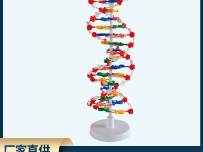 DNA教學(xué)結(jié)構(gòu)模型 雙螺旋高中堿基對遺傳基因生物教學(xué)儀器模型