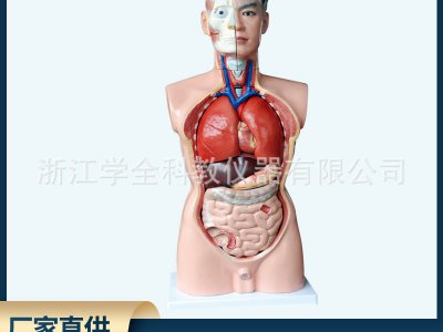 男性軀干人體器官模型人體內(nèi)臟教學模型人體模型85cm高