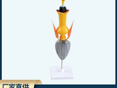 學全太陽花模型結構直觀展示模型生物教學演示用