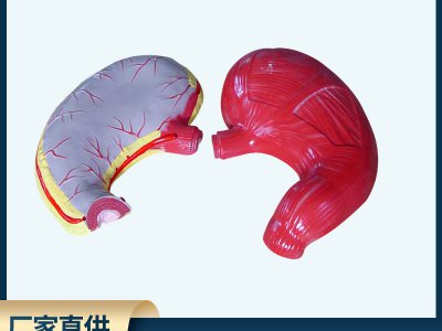 胃解剖模型生物模型初高中生物實(shí)驗(yàn)器材中學(xué)生物教學(xué)儀器