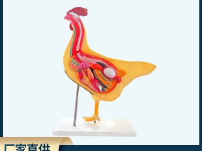 自然生物模型 教學(xué)儀器雞內(nèi)部解剖模型