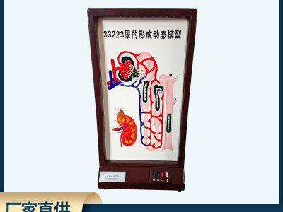 尿的形成動態(tài)模型電動高中生物理液過程演示實(shí)驗(yàn)儀器師教學(xué)