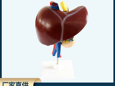 肝、十二指腸、胰臟模型 自然大生物醫(yī)療解剖