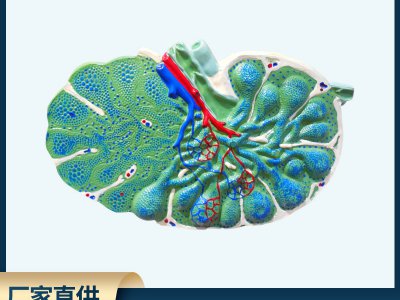 廠家直銷淋巴結(jié)放大模型 生物醫(yī)療初高中教學模型