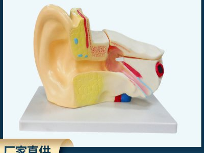 耳朵解剖模型 3倍放大耳朵形態(tài)結(jié)構(gòu)模型 中小學(xué)中教學(xué)實(shí)驗(yàn)器材