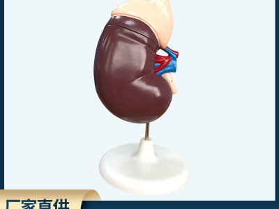 腎臟解剖模型帶胰腺演示生物儀器 學(xué)習(xí)教學(xué)醫(yī)院人體研究學(xué)校學(xué)教