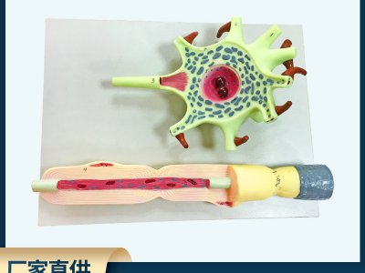 神經(jīng)元模型教學(xué)儀器 神經(jīng)元胞體和神經(jīng)纖維結(jié)構(gòu)放大模型