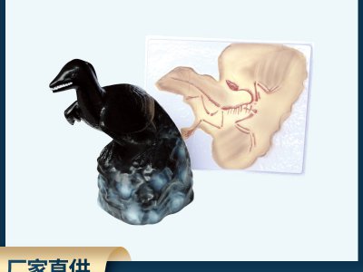 始祖鳥(niǎo)化石及復(fù)原模型 生物科教儀器 小學(xué)初高中生物科學(xué)批發(fā)