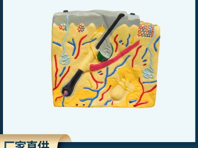 皮膚結(jié)構(gòu)解剖模型平面 生物醫(yī)學(xué)演示教學(xué)培訓(xùn)科教儀器