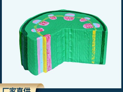 葉草本植物莖模型初高中生物實(shí)驗(yàn)器材中學(xué)教學(xué)儀器教學(xué)展示儀器