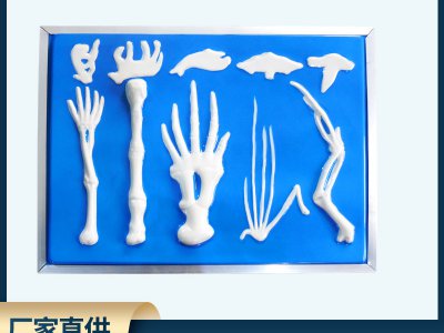 脊椎動物前肢骨骼比較模型 高中生物實驗教具 教學(xué)儀器