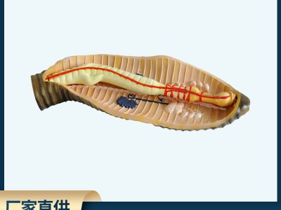 蚯蚓解剖模型地龍環(huán)節(jié)動(dòng)物無(wú)脊椎動(dòng)物 中小學(xué)放大教學(xué)模型